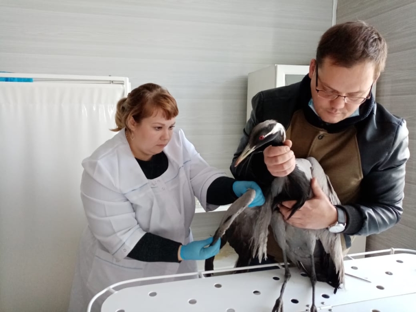 Люди спасли от гибели раненого краснокнижного журавля в Забайкалье